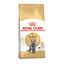 10 kg Royal Canin Adult British Shorthair ração para gatos, , large Indicador imagem número 1