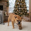 Wonder Christmas Brinquedo de Corda e Mordedor de Natal para C&atilde;es, , large Indicador imagem n&uacute;mero 3