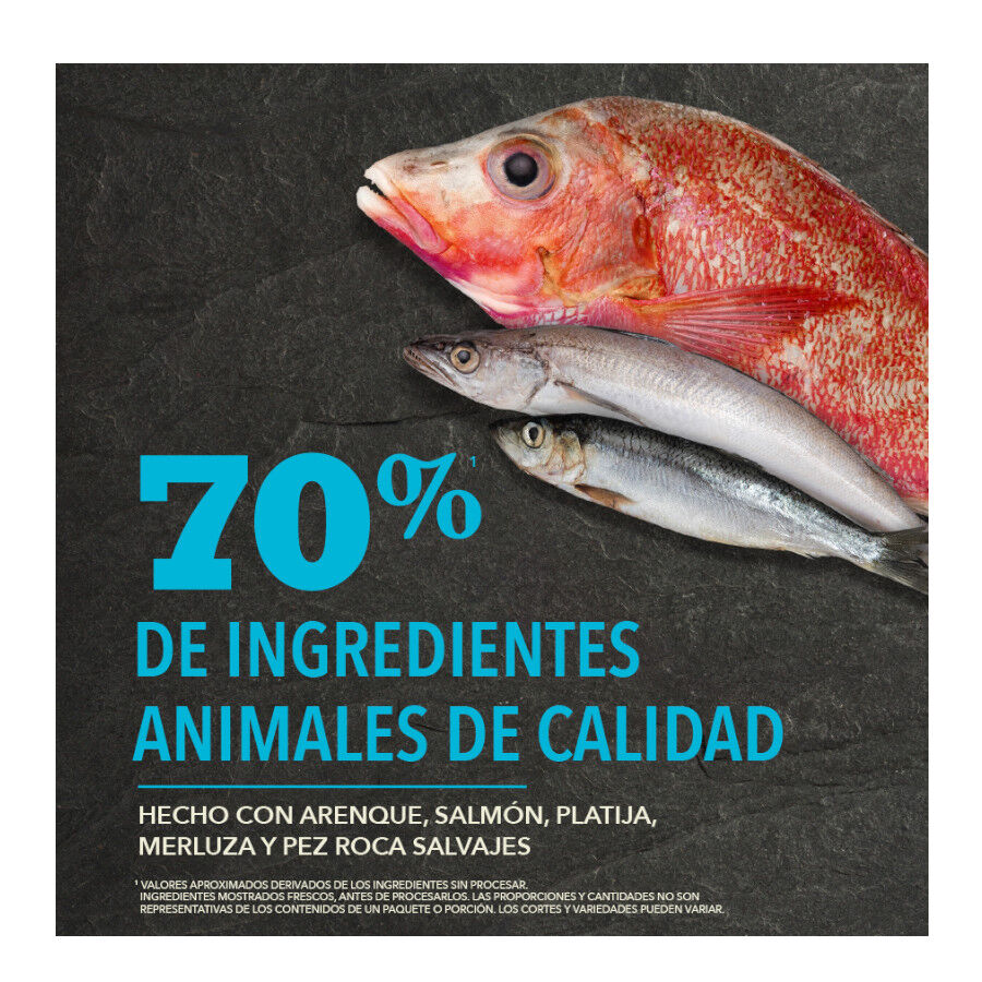 6 kg Acana Pac&iacute;fica ra&ccedil;&atilde;o para c&atilde;es, , large Imagem n&uacute;mero 7