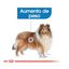 12 kg Royal Canin Maxi Light Weight Care ração para cães, , large Indicador imagem número 5