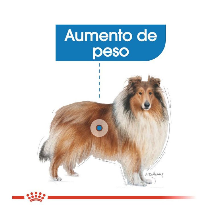 12 kg Royal Canin Maxi Light Weight Care ração para cães,  Imagem número 5 12 kg Royal Canin Maxi Light Weight Care ração para cães, , large Imagem número 5