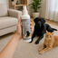 Nice Care Detergente limpa superf&iacute;cies para c&atilde;es e gatos, , large Indicador imagem n&uacute;mero 1