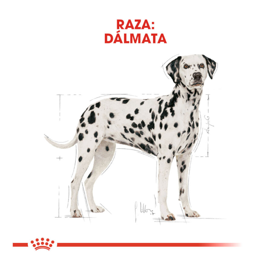 12 kg Royal Canin Adult D&aacute;lmata ra&ccedil;&atilde;o para c&atilde;es, , large Imagem n&uacute;mero 4