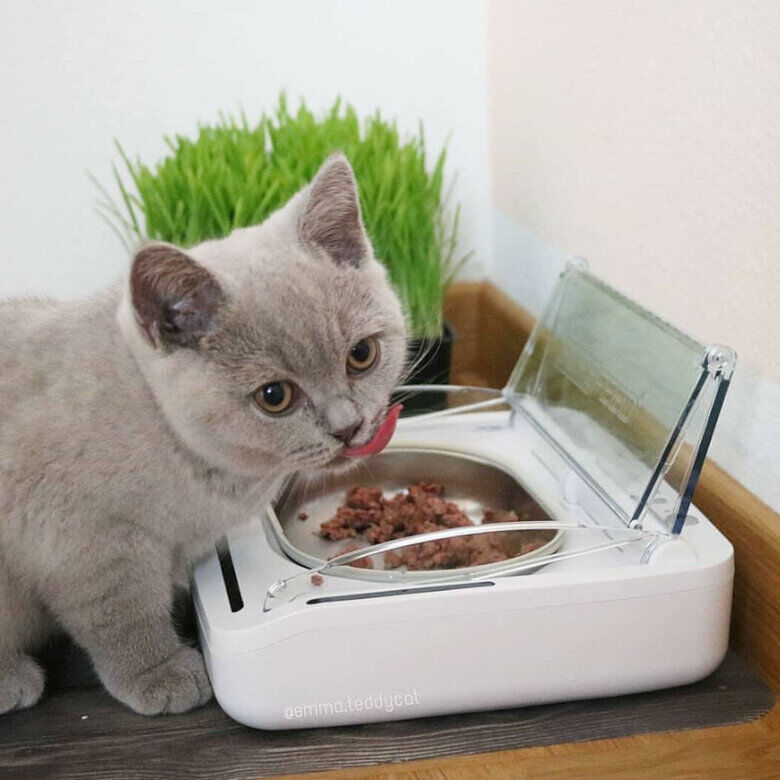 Sure Petcare Surefeed Comedouro Autom&aacute;tico com Microchip, , large Imagem n&uacute;mero 8