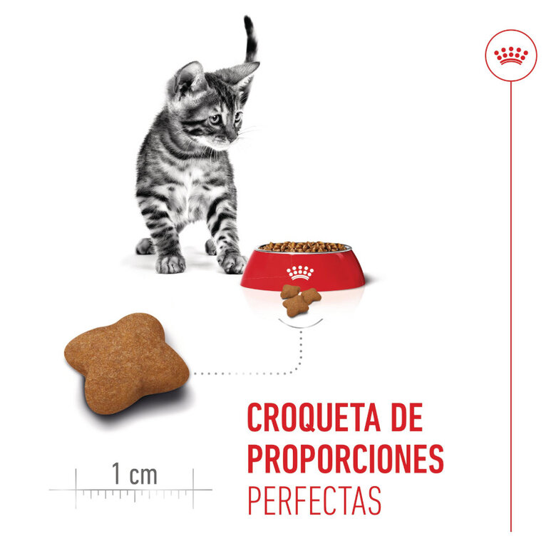 3.5 kg Royal Canin Kitten Sterilised ração para gatos ,  Imagem número 5 3.5 kg Royal Canin Kitten Sterilised ração para gatos , , large Imagem número 5