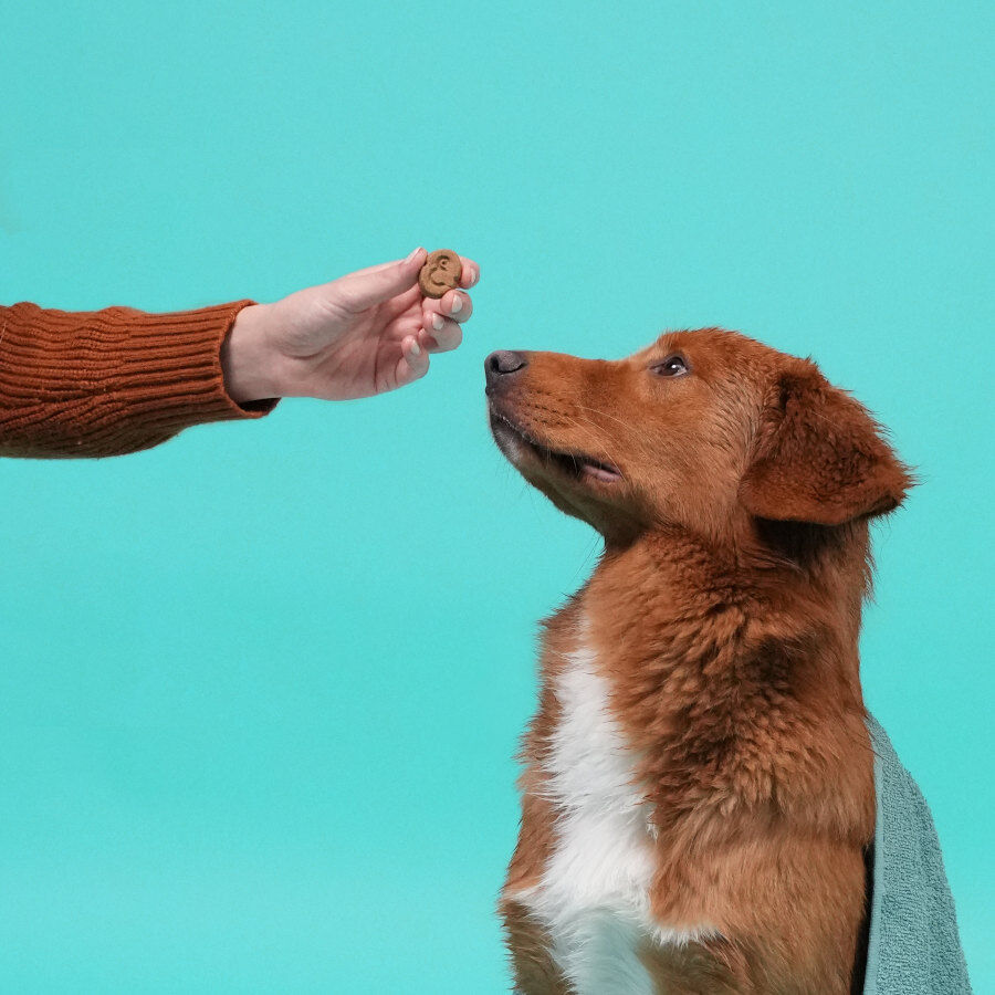 400 g Edgard y Cooper Biscoitos de Ma&ccedil;&atilde; para c&atilde;es , , large Imagem n&uacute;mero 5
