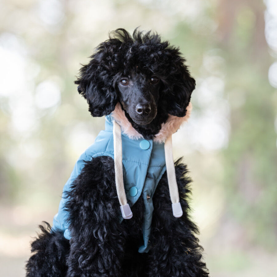 Freedog Iceguard Capa de Chuva Azul-claro para c&atilde;es, , large Imagem n&uacute;mero 1