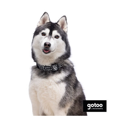 Gotoo Coleira estampada zebra para cães