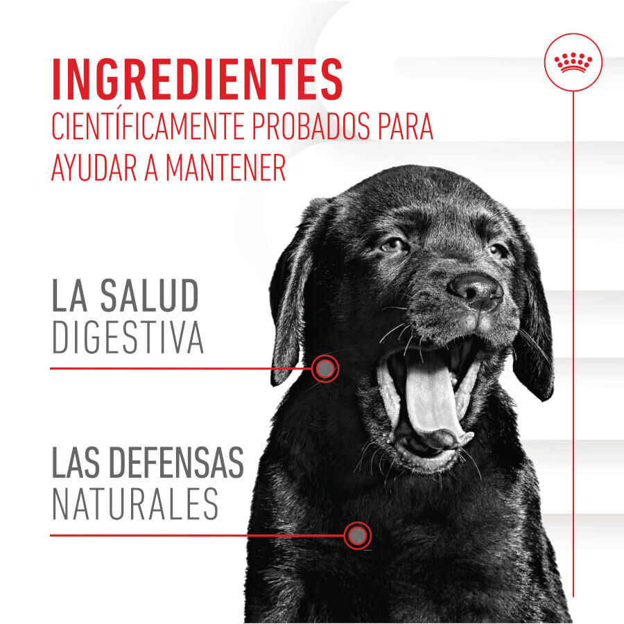 100 g Royal Canin Immunity & Digestion Chews Puppy Suplemento Nutricional para C&atilde;es, , large Imagem n&uacute;mero 4