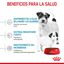 Royal Canin Mini Starter MothereBaby ração para cães, , large Indicador imagem número 6