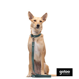 Gotoo Trela Biothane verde para cães