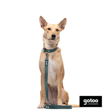 Gotoo Trela Biothane verde para cães