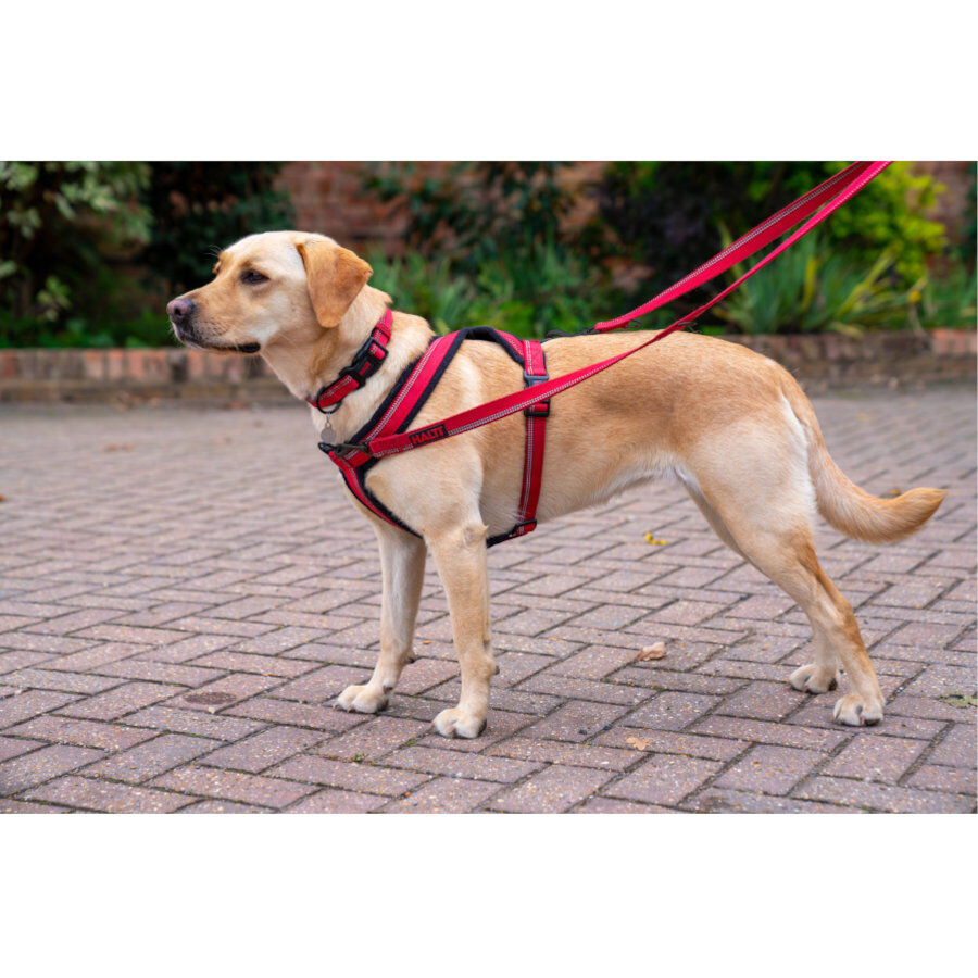 Halti Peitoral de Nylon Vermelho para c&atilde;es, , large Imagem n&uacute;mero 2