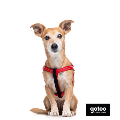 Gotoo Peitoral vermelho de nylon refletor para cães