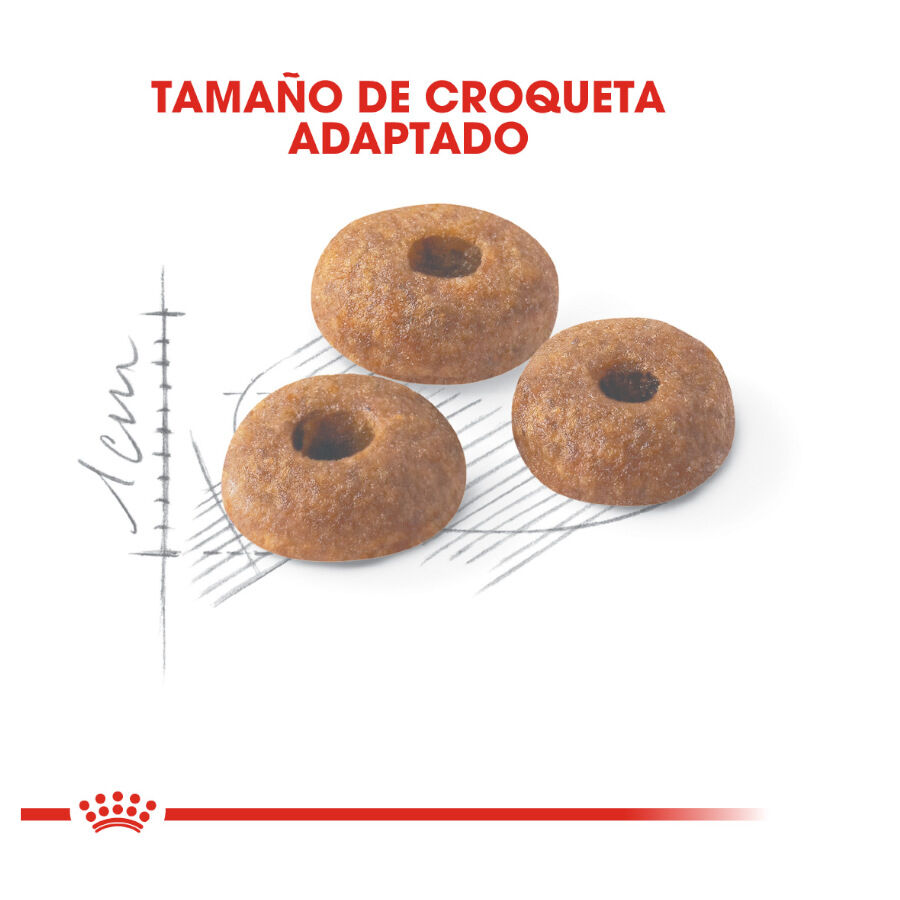 10 kg Royal Canin Regular Fit 32 ra&ccedil;&atilde;o para gatos, , large Imagem n&uacute;mero 3