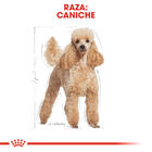Royal Canin Adult Poodle Patê saqueta para cães, , large image number null
