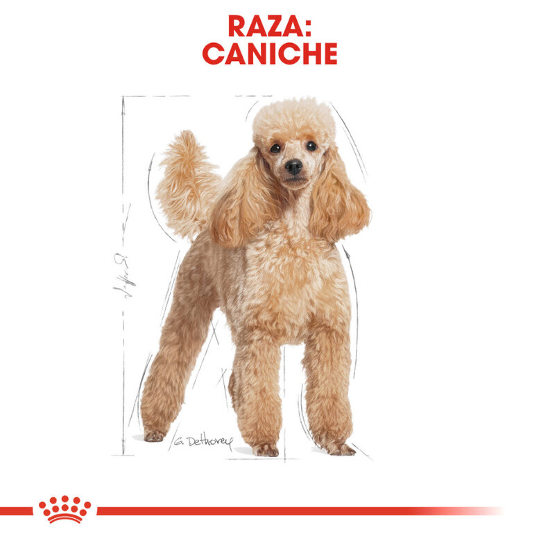 85 g Royal Canin Adult Poodle Patê saqueta para cães,  Imagem número 3 85 g Royal Canin Adult Poodle Patê saqueta para cães, , large Imagem número 3