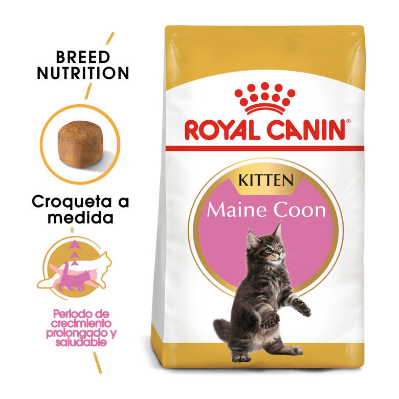 10 kg Royal Canin Kitten Maine Coon ração para gatinhos,  Imagem número 2 10 kg Royal Canin Kitten Maine Coon ração para gatinhos, , large Imagem número 2