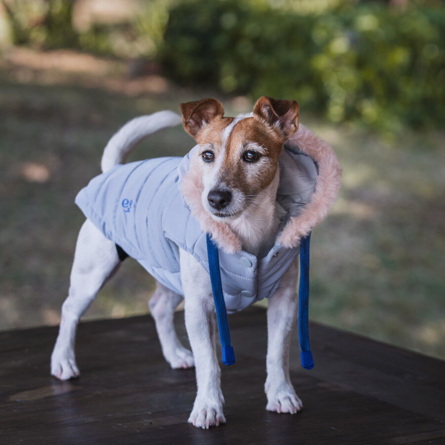 Freedog Iceguard Capa de Chuva Cinzenta para c&atilde;es, , large Imagem n&uacute;mero 3