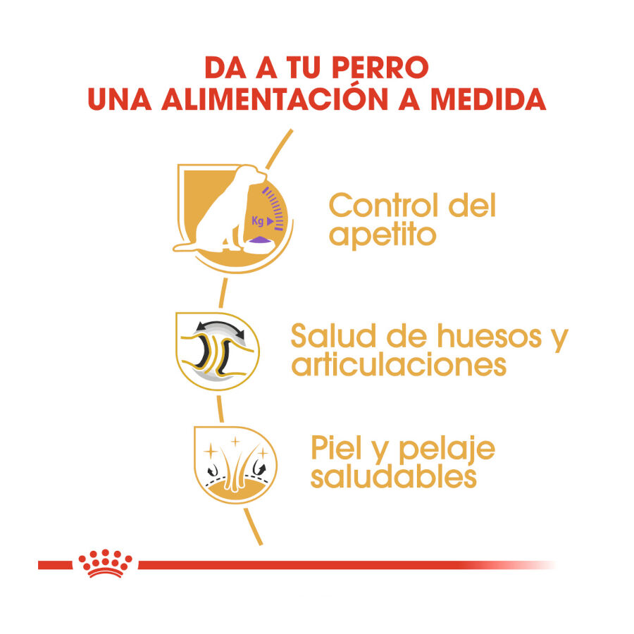 12 kg Royal Canin Adult Labrador Sterilised ra&ccedil;&atilde;o para c&atilde;es, , large Imagem n&uacute;mero 6