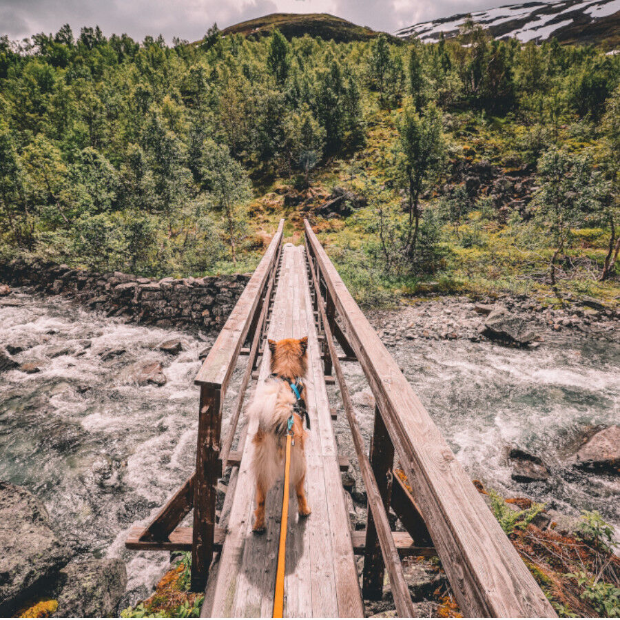 Non-stop dogwear Bungee Trela el&aacute;stica preta e laranja para c&atilde;es, , large Imagem n&uacute;mero 5