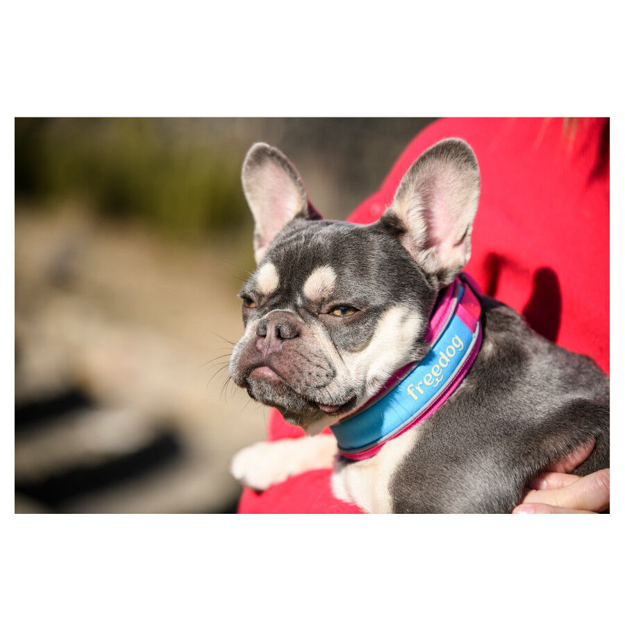 Freedog Cool Pro Tech Coleira Desportiva F&uacute;scia para c&atilde;es, , large Imagem n&uacute;mero 3