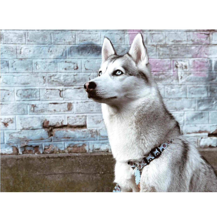 Dukier Peitoral com Estampado de  Cupcakes & Donunts para c&atilde;es, , large Imagem n&uacute;mero 2