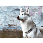 Dukier Peitoral com Estampado de  Cupcakes & Donunts para cães, , large image number null