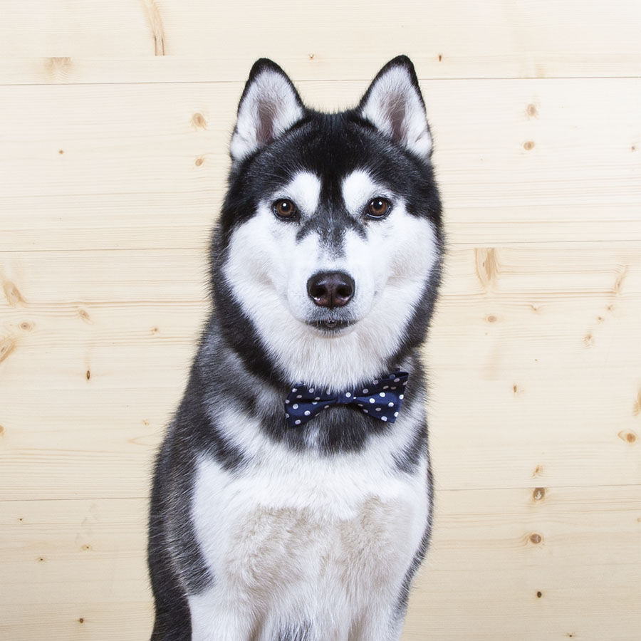 Wonder Christmas Comet La&ccedil;o Azul para c&atilde;es, , large Imagem n&uacute;mero 2