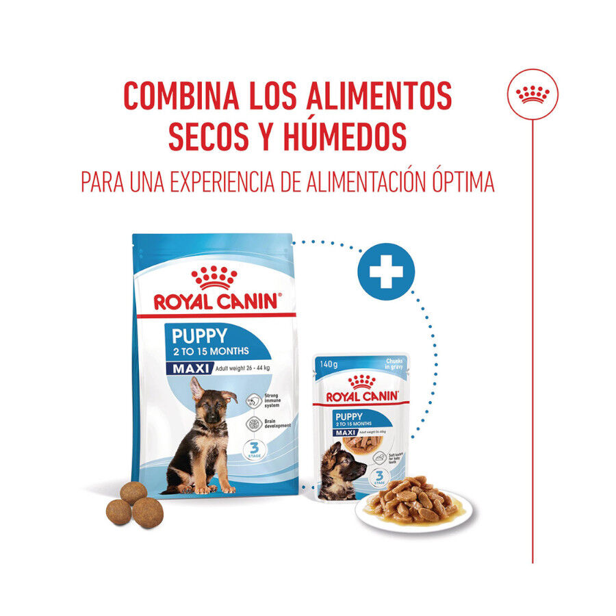 4 kg Royal Canin Puppy Maxi ra&ccedil;&atilde;o para c&atilde;es, , large Imagem n&uacute;mero 7
