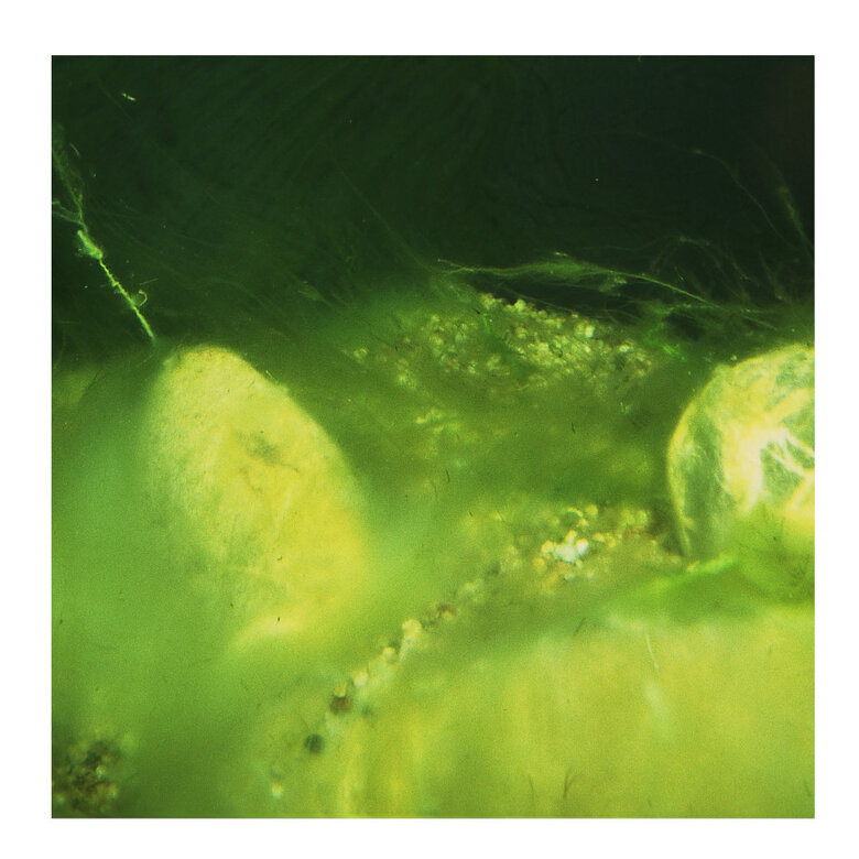 JBL AlgoPond Forte antialgas para lagoas,  Imagem número 2 JBL AlgoPond Forte antialgas para lagoas, , large Imagem número 2