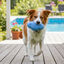 Summer Vibes TPR Chew Rugby Brinquedo para c&atilde;es, , large Indicador imagem n&uacute;mero 1