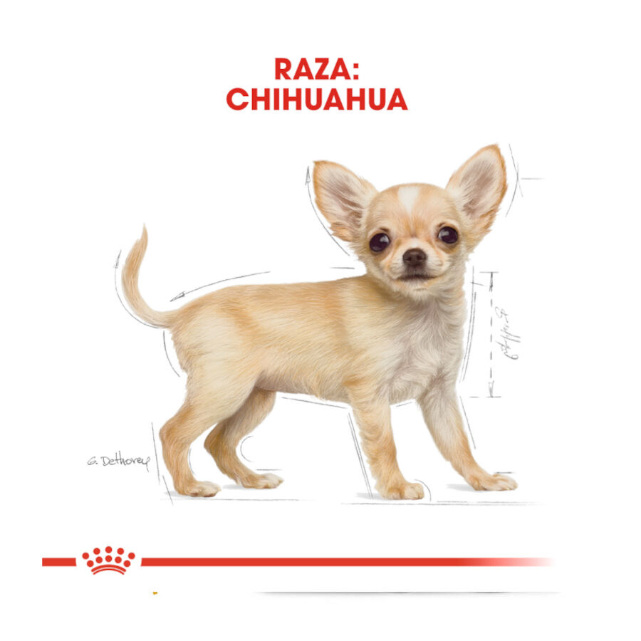 Royal Canin Puppy Chihuahua ra&ccedil;&atilde;o para c&atilde;es , , large Imagem n&uacute;mero 4