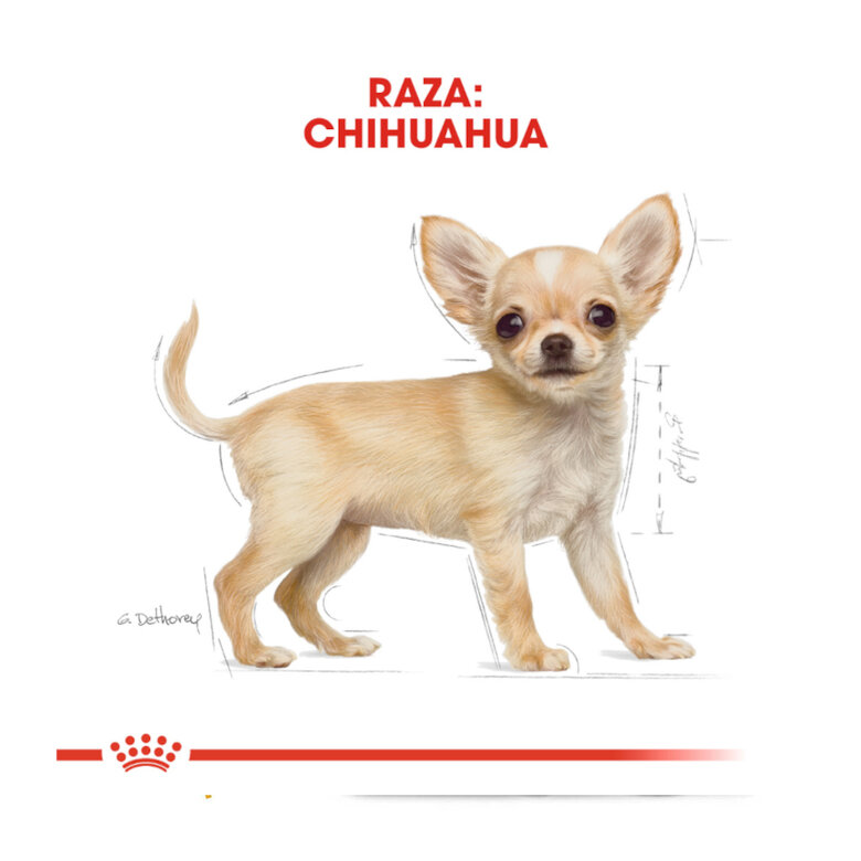 Royal Canin Puppy Chihuahua ração para cães ,  Imagem número 4 Royal Canin Puppy Chihuahua ração para cães , , large Imagem número 4