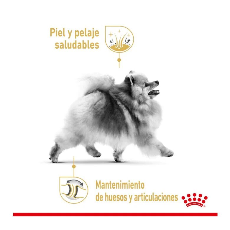 3 kg Royal Canin Pomeranian Adult ração para cães,  Imagem número 2 3 kg Royal Canin Pomeranian Adult ração para cães, , large Imagem número 2