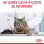 10 kg Royal Canin Intense Hairball ração para gatos, , large Indicador imagem número 11