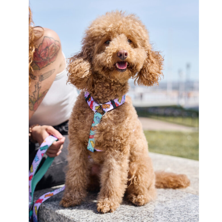 Dukier Gummy Bears Peitoral Clássico para cães,  Imagem número 2 Dukier Gummy Bears Peitoral Clássico para cães, , large Imagem número 2