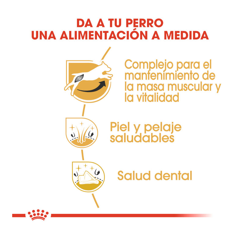 Royal Canin Adult Jack Russell Terrier ração para cães,  Imagem número 6 Royal Canin Adult Jack Russell Terrier ração para cães, , large Imagem número 6