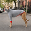 Gotoo Camisola Cinzenta para galgos, , large Indicador imagem n&uacute;mero 1