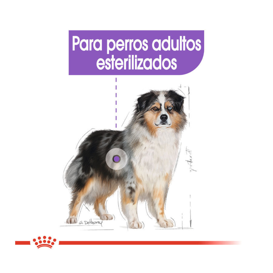 12 kg Royal Canin Sterilised Medium ra&ccedil;&atilde;o para c&atilde;es, , large Imagem n&uacute;mero 5