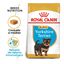 Royal Canin Puppy Yorkshire Terrier ração para cães, , large Indicador imagem número 2