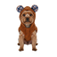 Gotoo Casaco Teddy Castanho para c&atilde;es, , large Indicador imagem n&uacute;mero 7