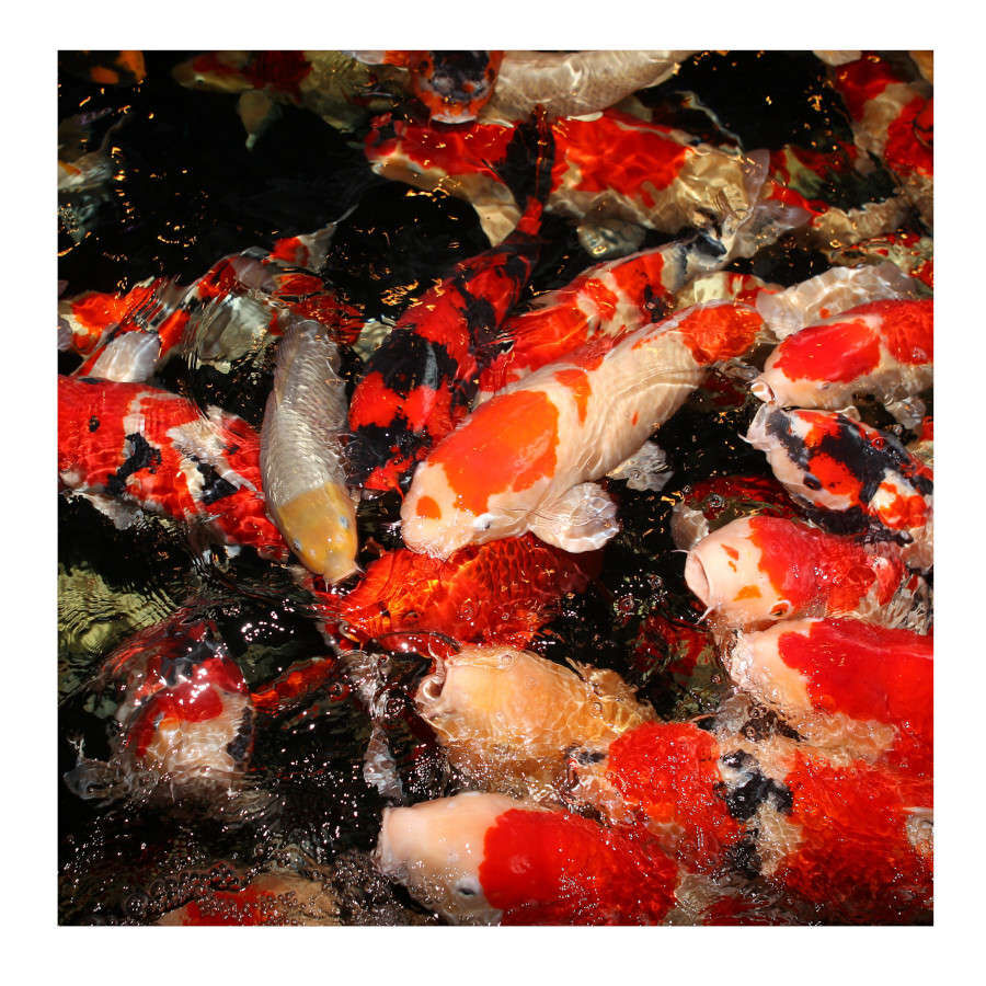 JBL ProPond All Seasons Palitos para peixes de tanque , , large Imagem n&uacute;mero 3