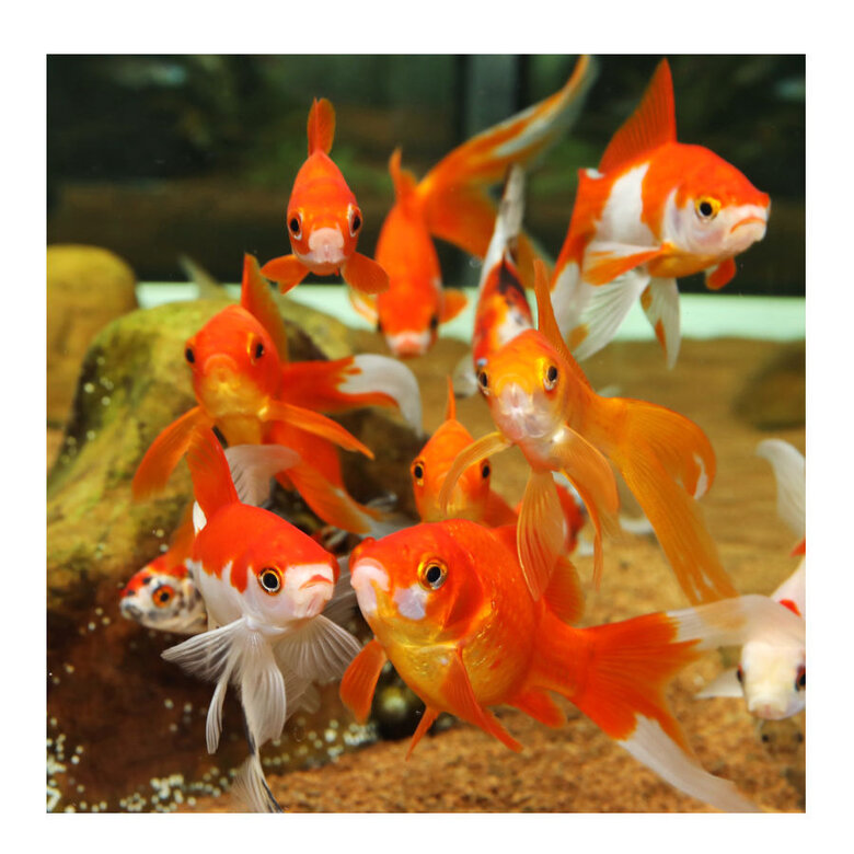 JBL Biotopol R Condicionador de Água para aquários,  Imagem número 3 JBL Biotopol R Condicionador de Água para aquários, , large Imagem número 3