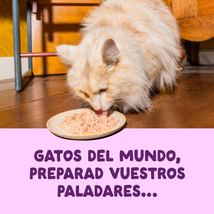 70 g Edgard & Cooper Filetes de Salm&oacute;n y Pollo Lata para gatos, , large Imagem n&uacute;mero 2