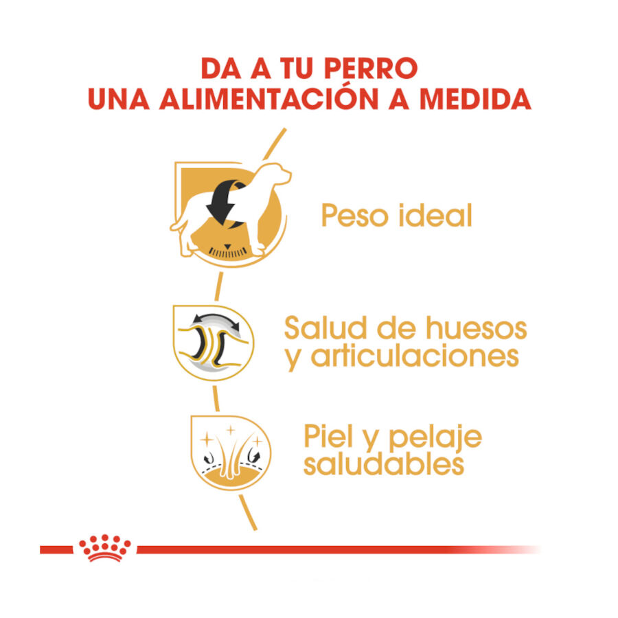 2 x 12 kg Royal Canin Adult Labrador Retriever ra&ccedil;&atilde;o para c&atilde;es Pack poupan&ccedil;a!, , large Imagem n&uacute;mero 6