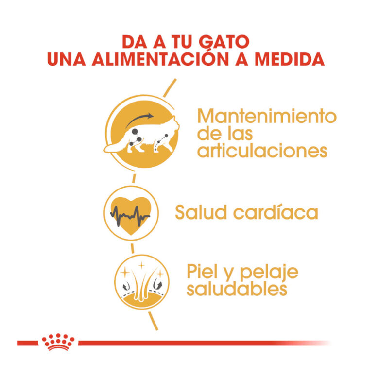 10 kg Royal Canin Adult Maine Coon ração para gatos,  Imagem número 3 10 kg Royal Canin Adult Maine Coon ração para gatos, , large Imagem número 3