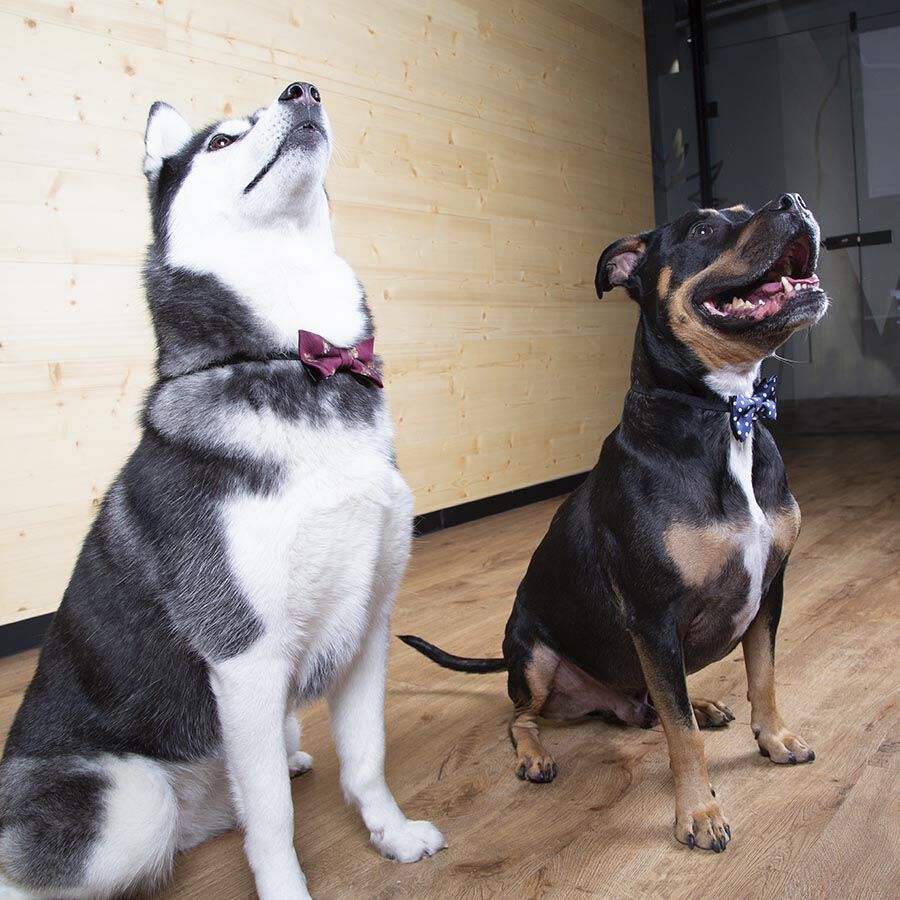 Wonder Christmas Comet La&ccedil;o Azul para c&atilde;es, , large Imagem n&uacute;mero 6