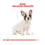 10 kg Royal Canin Puppy Bulldog Francês ração para cães, , large Indicador imagem número 4