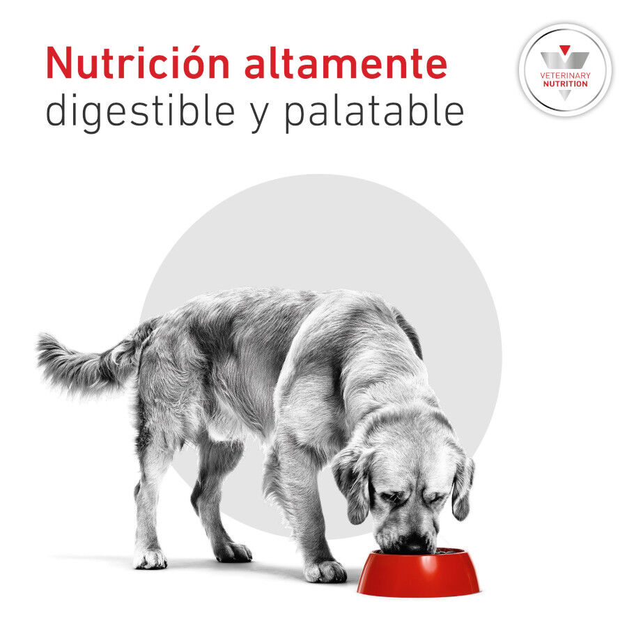 12 kg Royal Canin Veterinary Diabetic ra&ccedil;&atilde;o para c&atilde;es , , large Imagem n&uacute;mero 5